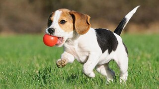 Cute Puppy Running In Slow Motion - Puppies Running And Playing