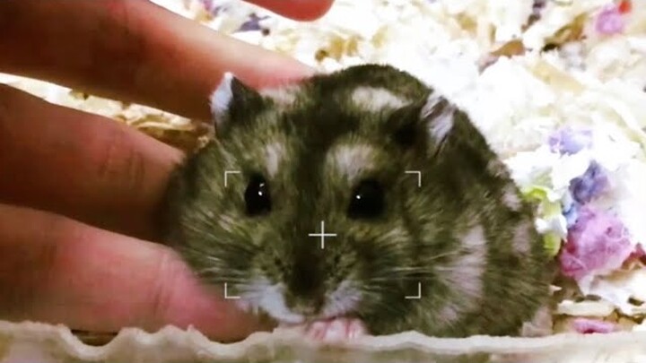 Chuột Hamster Winter White? ( Drawf Hamster)