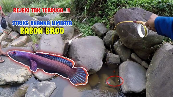 ASYIKNYAA... Memancing Ikan Channa Limbata di Sungai || STRIKE BABON UKURAN BESAR!!