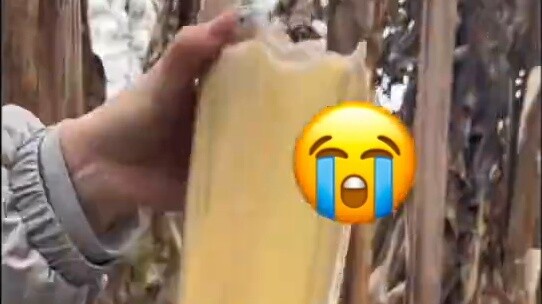 Wilderness Survival Banana Core