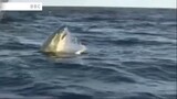 Killer Shark Eats Whale Alive