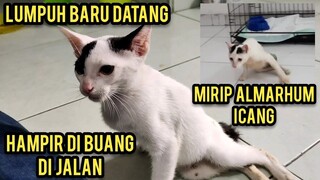 Masya Allah Di Hantar Kucing Lumpuh Mirip Icang Malah Bikin Sedih..!