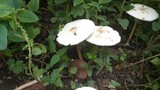 I Found More Mushrooms
