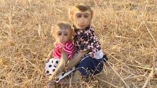 So Sweet Baby Monkey Zono Look After Princes Maya When They're Going To Visit The Sunset