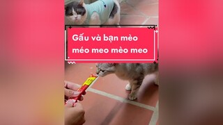 Gấu lại có bạn mới rồi nè mọi người mèo cat chiecmeotengau catlover fypシ xuhuongtiktok xuhuong mèoanhlôngngắn