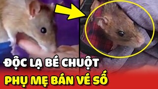 Độc lạ miền tây: Chú Chuột biết phụ mẹ BÁN VÉ SỐ 😍 | Yêu Lu