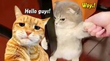 TAHAN TAWA.!😂 1 Jam Video Kucing Lucu Banget Bikin Ngakak Terbaru 2024 ~ Kucing Lucu Tik tok