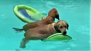 Die besten Hunde Videos 2021, Teil 2, Cute and Funny Dogs Videos.
