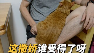 都说主动撒娇的猫咪是有目的，这撒娇得太明显了