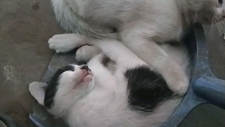 Cats are playing❤️ | বিড়াল গুলো খেলা করছে