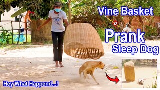 What to see? Vine Basket vs Prank on Sleep Dog - [Super Funny with Scared Reaction] Must Watch!