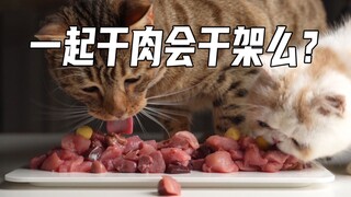 豹猫竟然让着加菲！