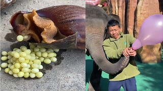 #765 Tổng Hợp Khoảnh Khắc Hài Hước Và Thú Vị  Tik Tok Trung Quốc Hôm Nay
