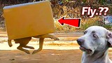 [ Funny Prank ] Big box vs Prank Dog Make Dog Fly Very Funny
