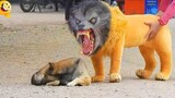 Troll Prank Dog สิงโตตลกและปลอมและเสือปลอมเล่นตลกกับสุนัข & เล่นตลกกล่องใหญ่กับสุนัข