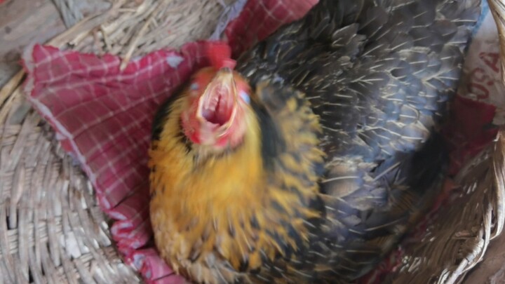 Động vật|Sờ gà mẹ đang ấp trứng.