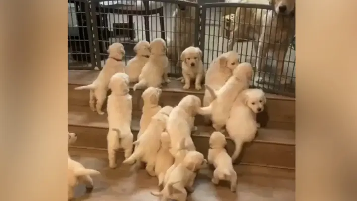 Puppy Kindergarten is over! Who haven't picked up their kids?