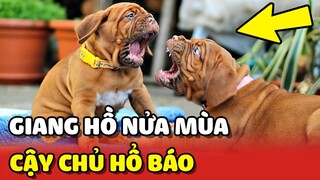 Hai chú chó "GIANG HỒ NỬA MÙA" chỉ CẬY CHỦ mới dám HỔ BÁO 😂 | Yêu Lu