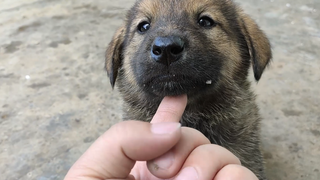 【Animal Circle】Dogs from both grandmothers