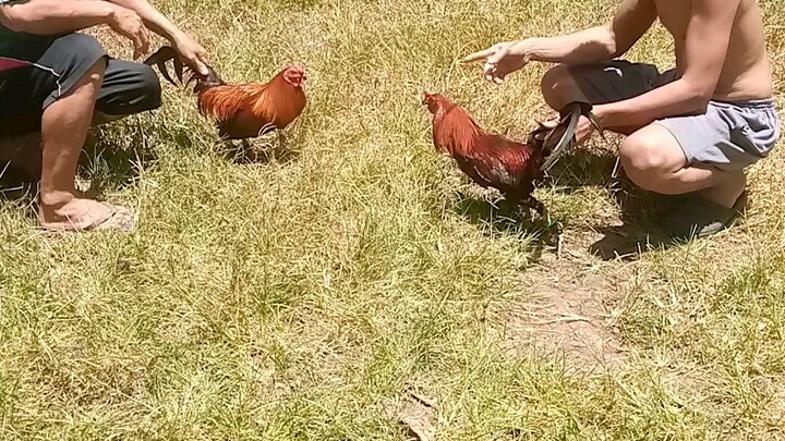 7 mnths melsims black full brothers..