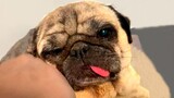 Adorable Derpy Pug | Funny Pet Videos