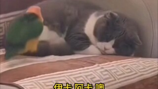 猫:我想睡一觉就这么难吗？