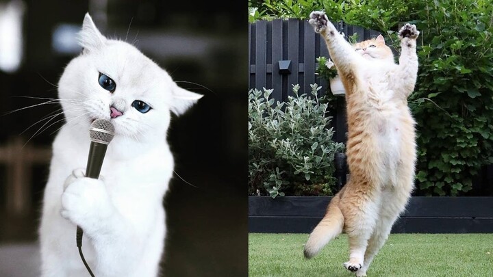 Kucing Lucu Viral Tik Tok Bikin Ketawa Ngakak Guling Guling | Funny Cats Video