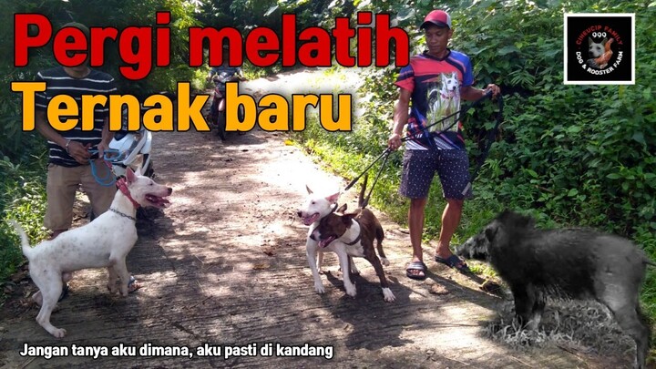 Latihan ternak baru
