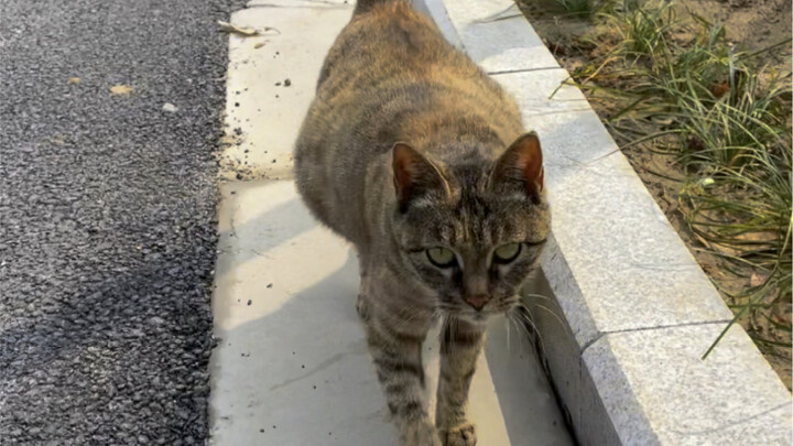 Ketika saya mengikuti seekor kucing liar untuk melihat bayinya, dia menemukan saya...