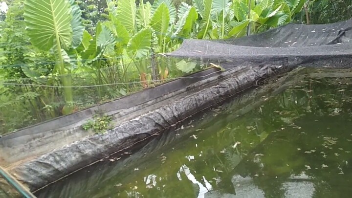 KONDISI KOLAM TERPAL PUTRA GURAME SETELAH PANEN