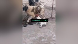 Trâu bỏ bổ nhau ruồi muỗi húp cliphai funnydog haihuoc