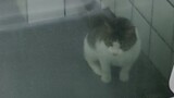 Tentang kucing yang saya tidak tahu masuk ke rumah saya dan langsung pergi ke toilet untuk menggunak