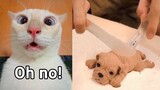 Cat Reaction to Cutting Cake - Funny Dog Cake Reaction Compilation