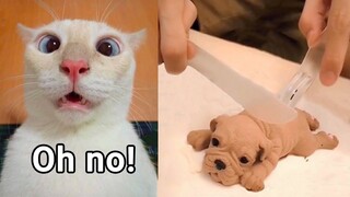 Cat Reaction to Cutting Cake - Funny Dog Cake Reaction Compilation