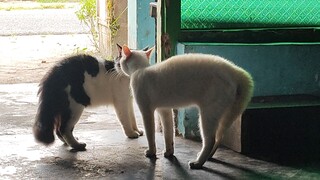 kucing ceramah
