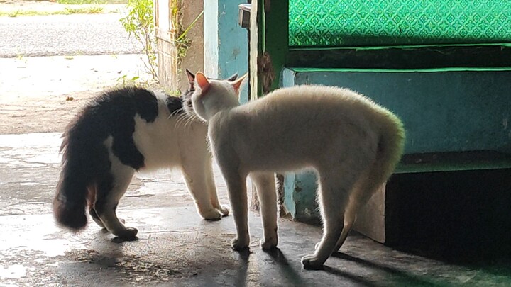 kucing ceramah
