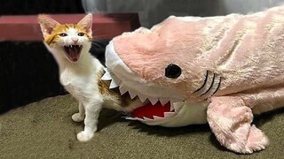 Funny Pets Reaction - Try Not To Laugh Animals 2020