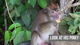 Greedy Macaque Monkey. He won't share his biscuit!