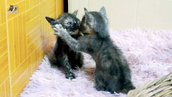 45 days kittens to be very playful without tired
