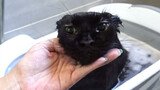 อาบน้ำให้แมวเมนคูนเจ้ากล้าม ทาสสั่งสอนจนเหมือนแมวปลอม น่าเอ็นดูสุด ๆ