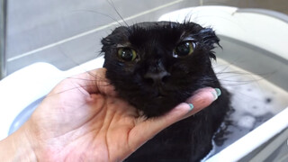 Taming The Muscular Main Cat In The Bath. His Gaze Is So Innocent!