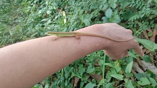 Kadal rumput ( takydromus sexlineatus )