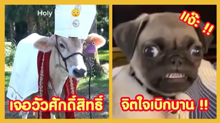 เจอวัวศักดิ์สิทธิ์ จิตใจเบิกบาน !! ( รวมฮาพากย์ไทย )