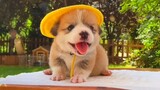 Cutest Puppies And Baby Animals | Cute Baby Animals Funny Moments | Cute Pets And Funny Animals 2021