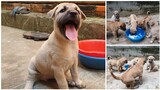Chó Phú Quốc - Đàn Chó Con 33 Ngày Tuổi Rất Dễ Thương | Phu Quoc dog is 33 days old