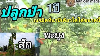 ปลูกป่า๑เนรมิตที่นาแค่ 1 ปี ทั้งสักทั้งพะยูงโตได้ขนาดนี้