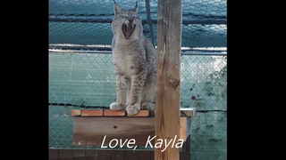 Kayla E Lynx Happy Trails