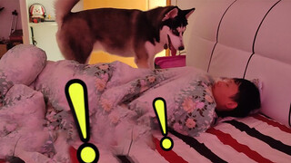 [POV] There's a husky beside you when you wake up in the morning