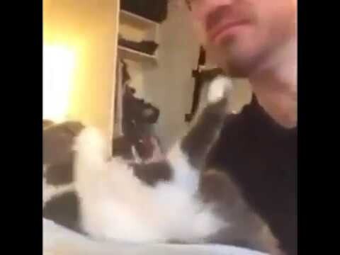 Video Lucu Hewan Kucing Kreatif Cara Mencium Kitty oleh Manusia