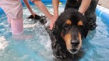 把150斤藏獒按在泳池里洗澡，狗：我可是藏獒，不要面子？